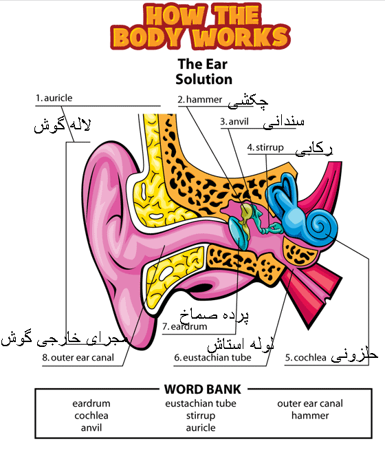 کالبد شکافی گوش